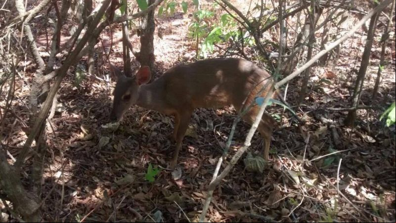 Veado é capturado dentro de sala de ginástica de academia em Uberlândia