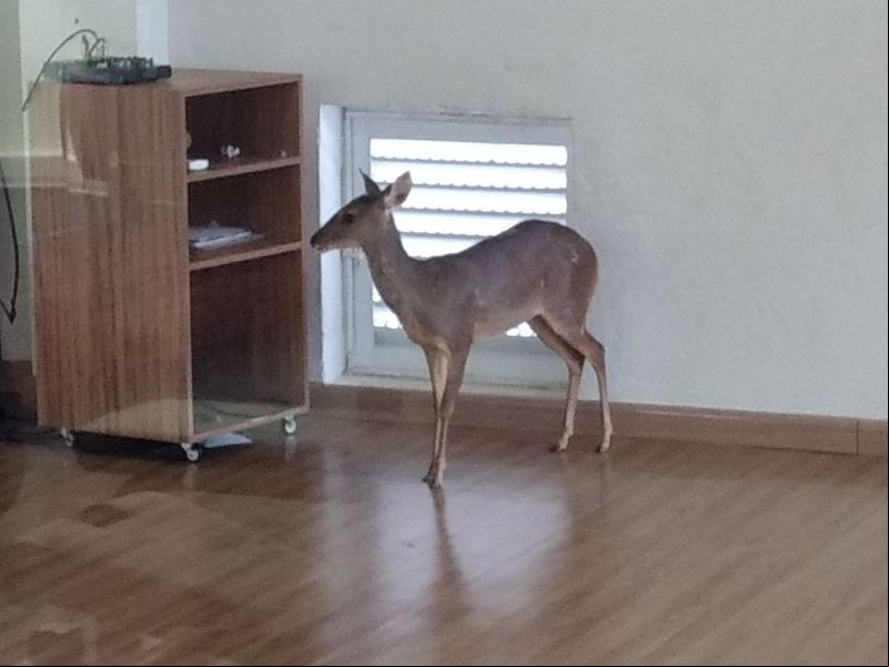 Veado é capturado dentro de sala de ginástica de academia em Uberlândia
